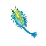 KOSMOS Vodní mazlíček žábronožka