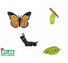 C - Figurka Motýl Monarcha stěhovavý 4 vývojové fáze 8 cm