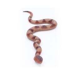 Had gumový měkký 60 cm