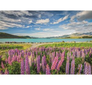 Clementoni Puzzle 1500 Lupiny u jezera Tekapo