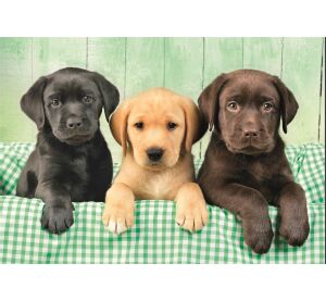 Clementoni Puzzle 1000 Tři labradoři